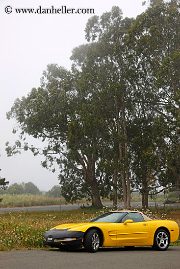 yellow-car-n-trees.jpg