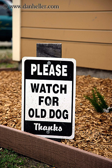 watch-for-old-dog.jpg