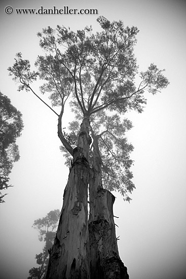 eucalyptus-n-fog-2-bw.jpg
