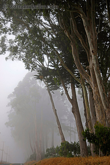 eucalyptus-n-fog-3.jpg