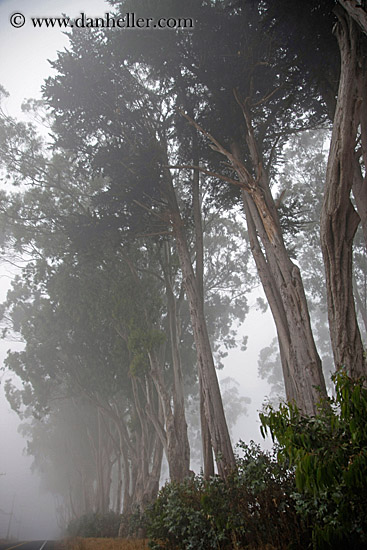 eucalyptus-n-fog-4.jpg