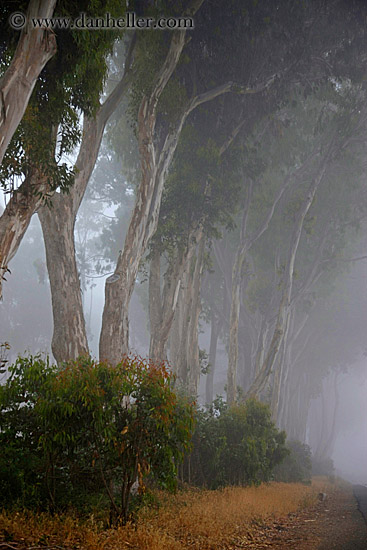 eucalyptus-n-fog-5.jpg