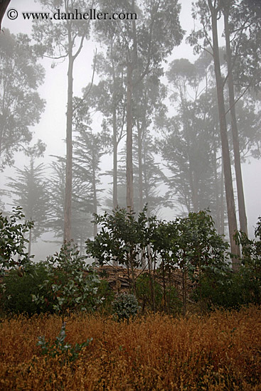 eucalyptus-n-fog-6.jpg