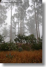 images/California/Mendocino/Trees/Eucalyptus/eucalyptus-n-fog-6.jpg