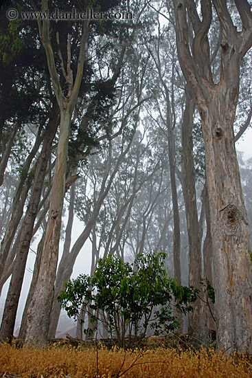 eucalyptus-n-fog-7.jpg