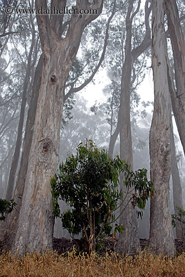 eucalyptus-n-fog-8.jpg