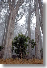 images/California/Mendocino/Trees/Eucalyptus/eucalyptus-n-fog-8.jpg