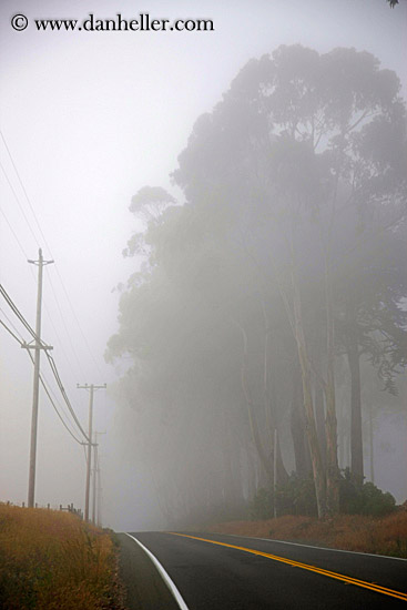 eucalyptus-n-road-in-fog-1.jpg