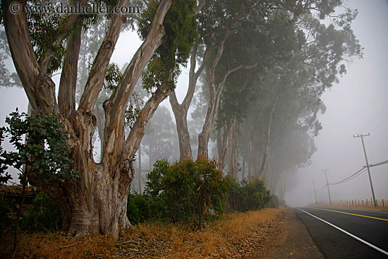 eucalyptus-n-road-in-fog-2.jpg
