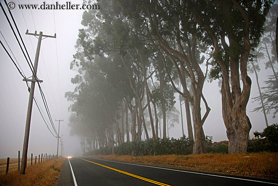 eucalyptus-n-road-in-fog-3.jpg