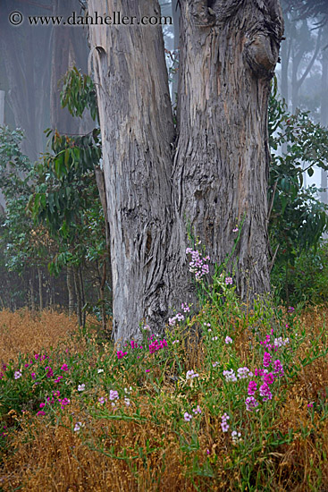 flowers-n-eucalyptus-1.jpg