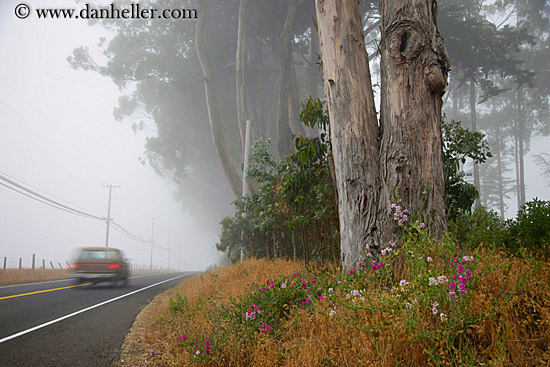 flowers-n-eucalyptus-n-car-1.jpg