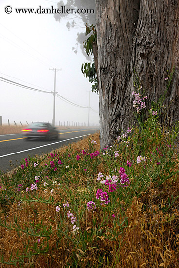 flowers-n-eucalyptus-n-car-2.jpg