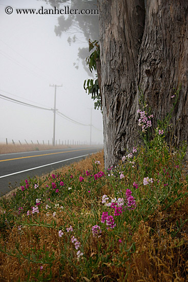 flowers-n-eucalyptus-n-road-2.jpg