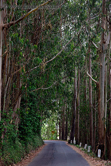 road-n-eucalyptus.jpg