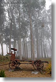 images/California/Mendocino/Trees/Eucalyptus/stage_coach-n-eucalyptus-in-fog-1.jpg