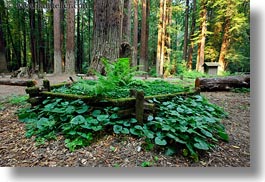 california, colors, fences, forests, green, horizontal, leaves, materials, mendocino, nature, plants, redwoods, slow exposure, trees, west coast, western usa, woods, photograph