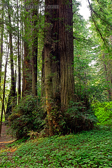 ground-dover-n-redwood.jpg