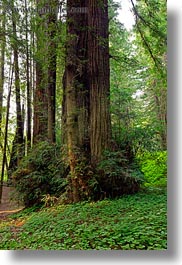 images/California/Mendocino/Trees/Redwoods/ground-dover-n-redwood.jpg