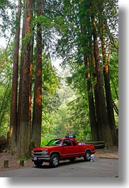 california, colors, forests, green, materials, mendocino, nature, plants, red, redwood trees, redwoods, trees, trucks, vertical, west coast, western usa, woods, photograph