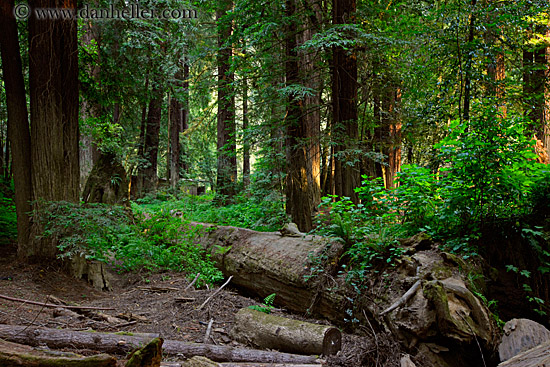 redwood-forest.jpg