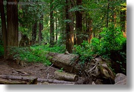 california, colors, forests, green, horizontal, materials, mendocino, nature, plants, redwood trees, redwoods, slow exposure, trees, west coast, western usa, woods, photograph