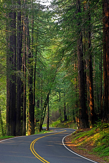street-in-redwoods-1.jpg