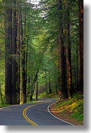 california, colors, forests, green, long exposure, materials, mendocino, nature, plants, redwood trees, redwoods, streets, trees, vertical, west coast, western usa, woods, photograph