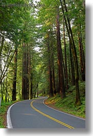 california, colors, forests, green, materials, mendocino, nature, plants, redwood trees, redwoods, slow exposure, streets, trees, vertical, west coast, western usa, woods, photograph
