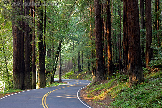 street-in-redwoods-3.jpg