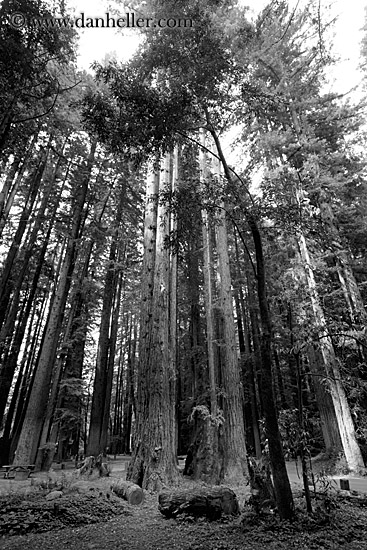 tall-redwoods-bw.jpg
