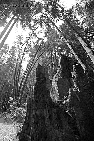 tree-stump-among-tall-trees-3-bw.jpg