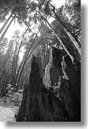 among, black and white, california, colors, forests, green, materials, mendocino, nature, perspective, plants, redwood trees, redwoods, stumps, tall, trees, upview, vertical, west coast, western usa, woods, photograph