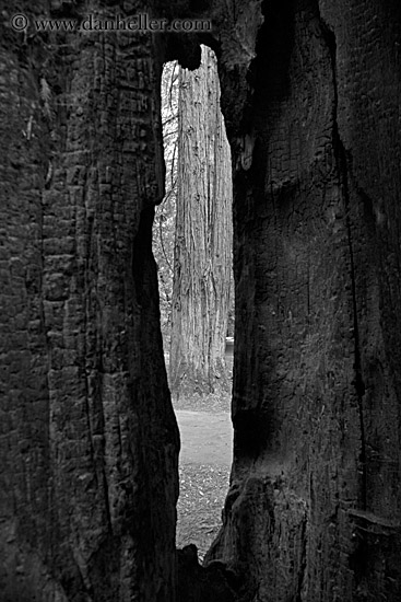 tree-thru-tree-hole-bw.jpg