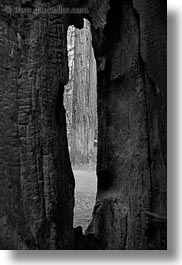 black and white, california, holes, materials, mendocino, nature, plants, redwood trees, redwoods, trees, vertical, west coast, western usa, woods, photograph