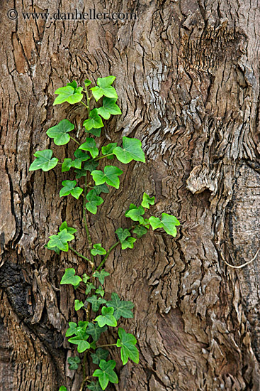 ivy-on-tree.jpg