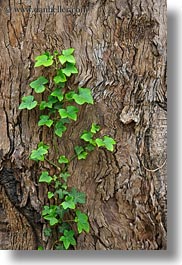 california, ivy, mendocino, trees, vertical, west coast, western usa, photograph