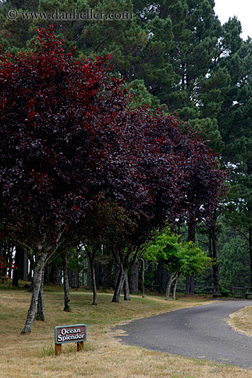 ocean-splendor-sign-n-purple-tree.jpg