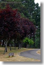 california, mendocino, ocean, purple, signs, splendor, trees, vertical, west coast, western usa, photograph