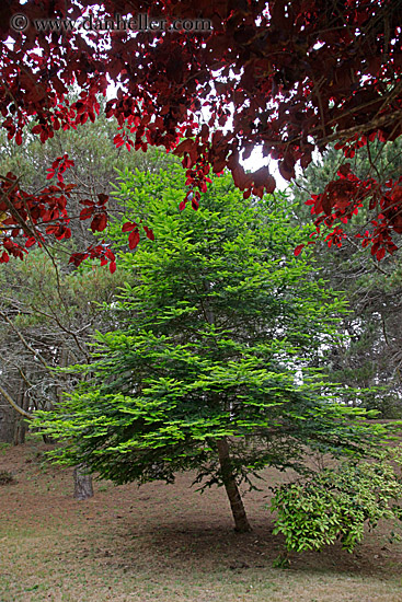 pine-tree-n-red-leaves.jpg