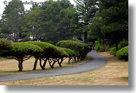 california, horizontal, mendocino, round, tops, trees, west coast, western usa, photograph