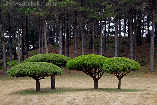 round-top-trees-02.jpg