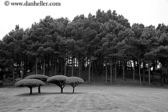 round-top-trees-03-bw.jpg