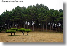 california, horizontal, mendocino, round, tops, trees, west coast, western usa, photograph