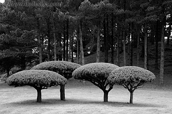 round-top-trees-04-bw.jpg