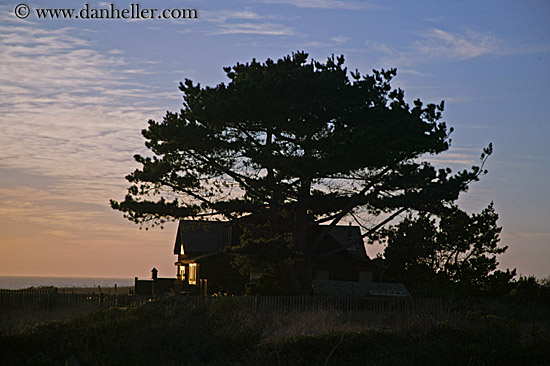 tree-house-dusk-sil2.jpg