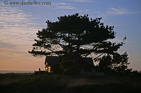 tree-house-dusk-sil2.jpg