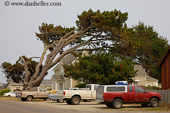 tree-leaning-over-trucks.jpg