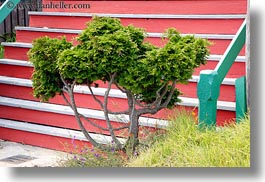 images/California/Mendocino/Trees/tree-n-red-stairs.jpg