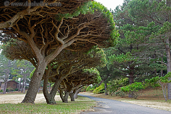 under-trees-n-path-1.jpg